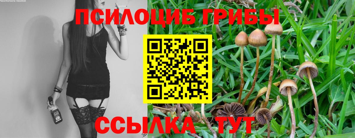 Ейск  Галлюциногенные грибы Psilocybine cubensis  Вход с VPN 